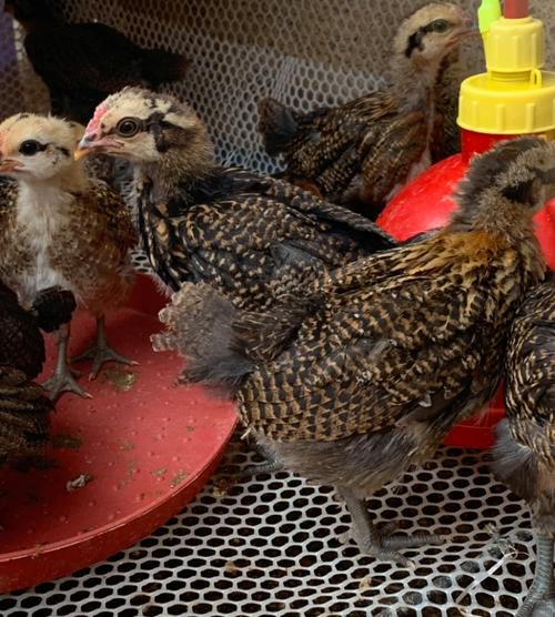 云南土鸡哪些品种更畅销？-图3