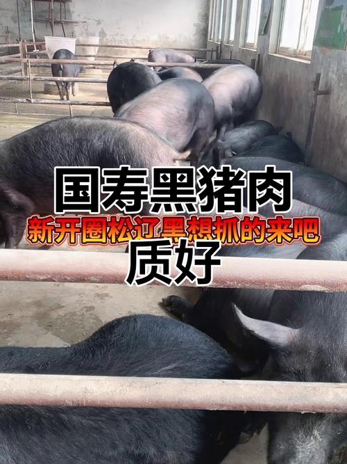 辽宁哪里能买到正宗东北黑猪品种？-图1