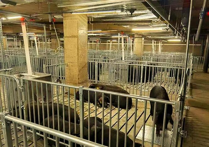 辽宁哪里能买到正宗东北黑猪品种？-图2