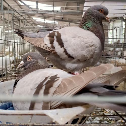 肉鸽哪个品种产蛋率最高？-图1