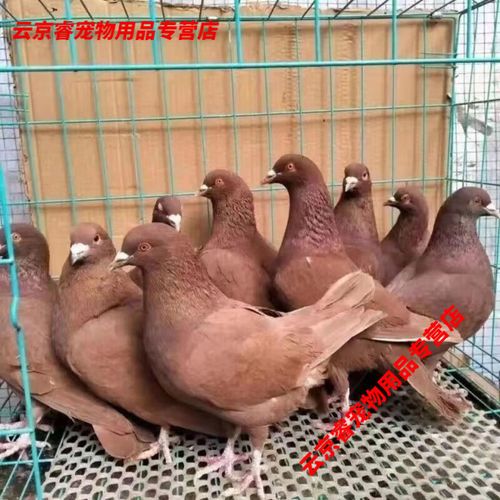 肉鸽哪个品种产蛋率最高？-图3