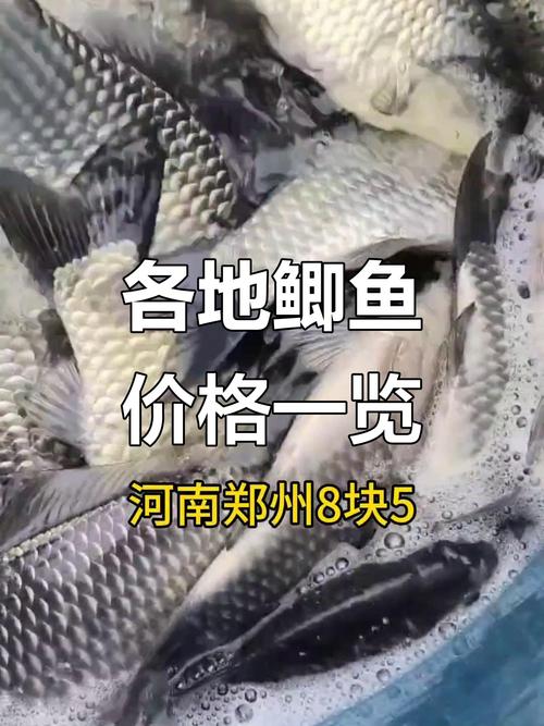 2025鲫鱼价格为何持续上涨?-图1 2025鲫鱼价格为何持续上涨?-图1