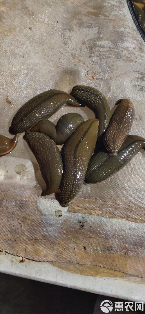 贵州安顺水蛭有哪些品种?-图1 贵州安顺水蛭有哪些品种?-图1