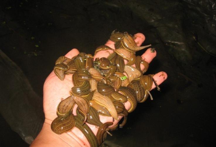 贵州安顺水蛭有哪些品种?-图3 贵州安顺水蛭有哪些品种?-图3