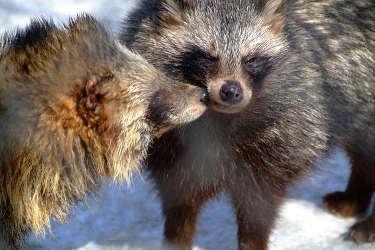 2025东北貉皮价格会涨还是跌？-图2