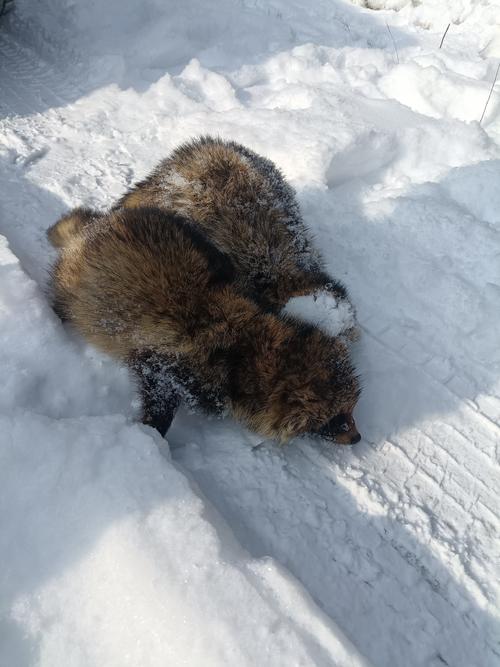 2025东北貉皮价格会涨还是跌？-图1