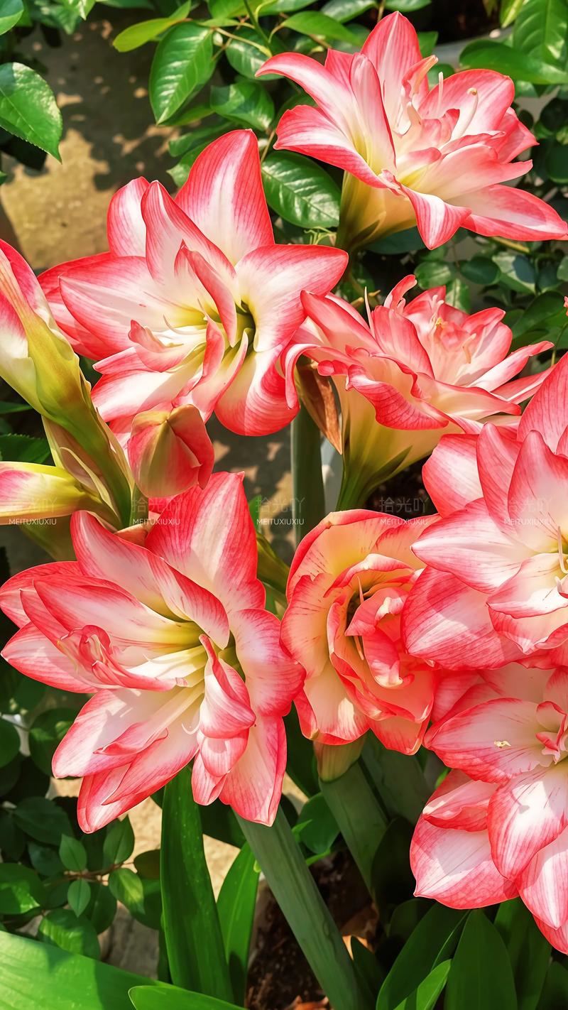 进口名贵花卉品种有哪些?-图1 进口名贵花卉品种有哪些?-图1