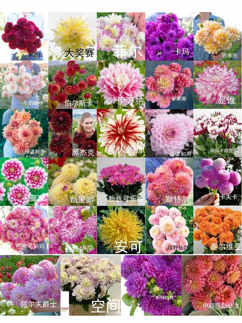 进口名贵花卉品种有哪些?-图2 进口名贵花卉品种有哪些?-图2