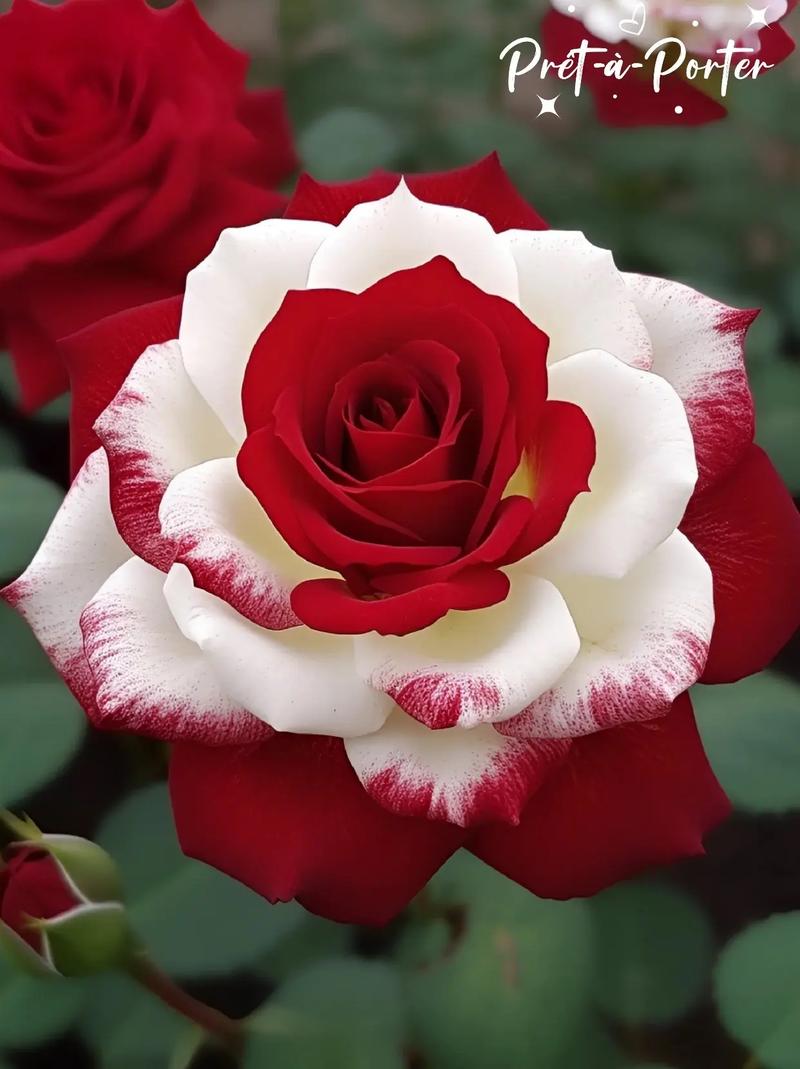 进口名贵花卉品种有哪些?-图3 进口名贵花卉品种有哪些?-图3