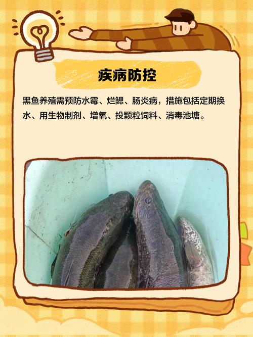 养殖黑鱼的核心技术有哪些?-图1 养殖黑鱼的核心技术有哪些?-图1