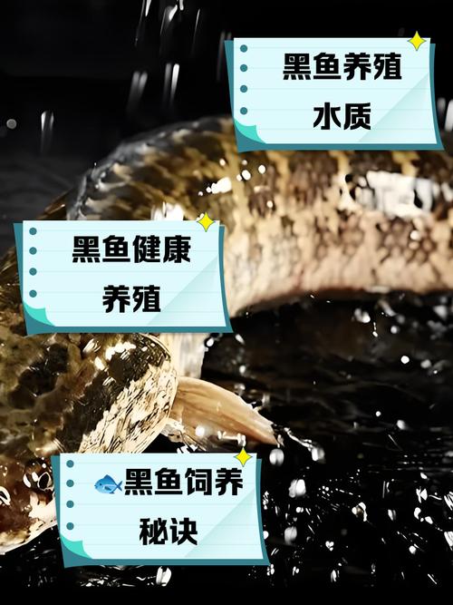 养殖黑鱼的核心技术有哪些?-图2 养殖黑鱼的核心技术有哪些?-图2