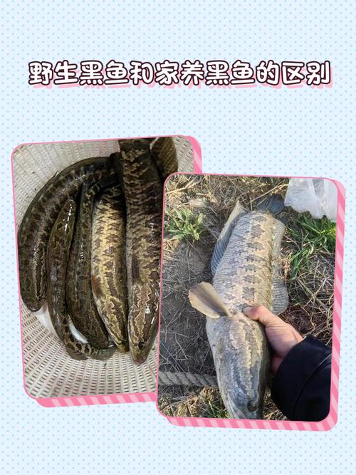 养殖黑鱼的核心技术有哪些?-图3 养殖黑鱼的核心技术有哪些?-图3