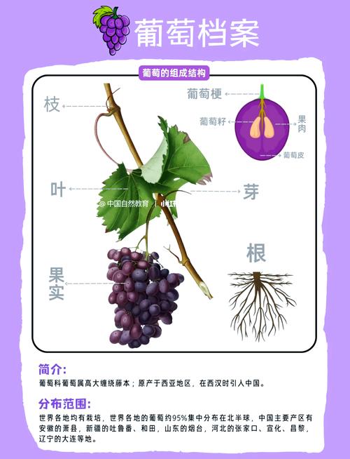 葡萄种植技术视频，新手能快速学会吗？-图3
