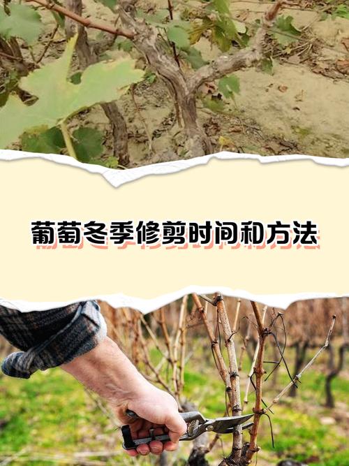 葡萄种植技术视频，新手能快速学会吗？-图2