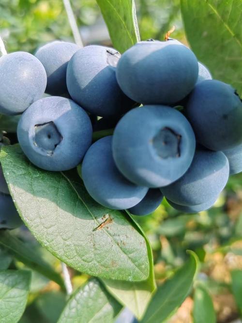 北方种蓝莓，哪个品种最可口？-图1