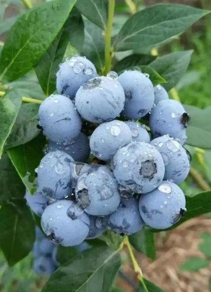 北方种蓝莓，哪个品种最可口？-图3