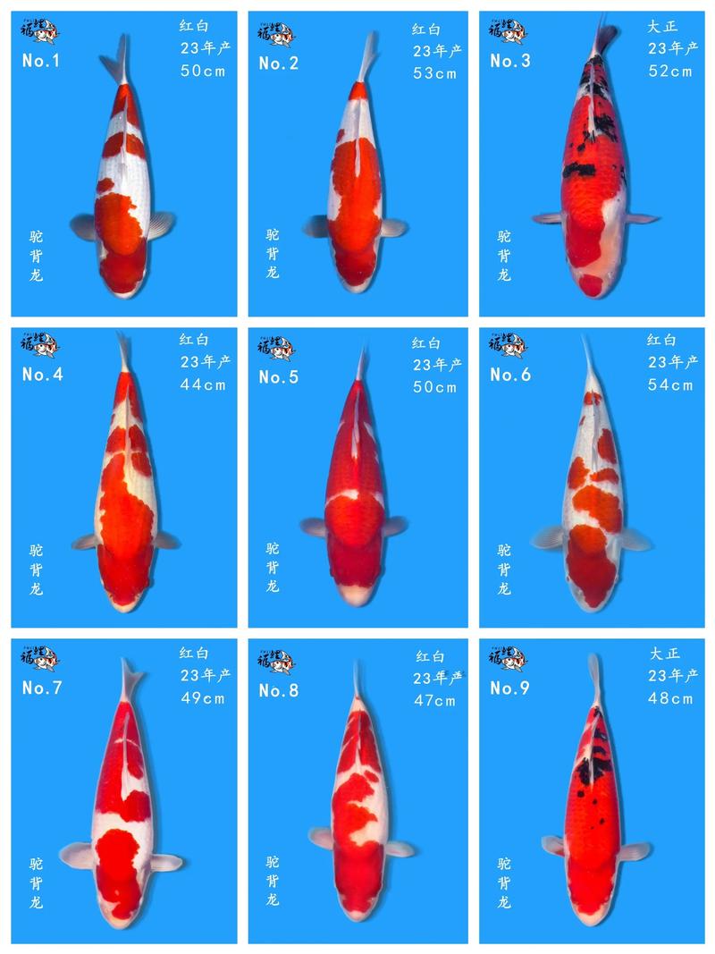 鲤鱼品种有哪些?附图片看图识鲤-图1 鲤鱼品种有哪些?附图片看图识鲤-图1