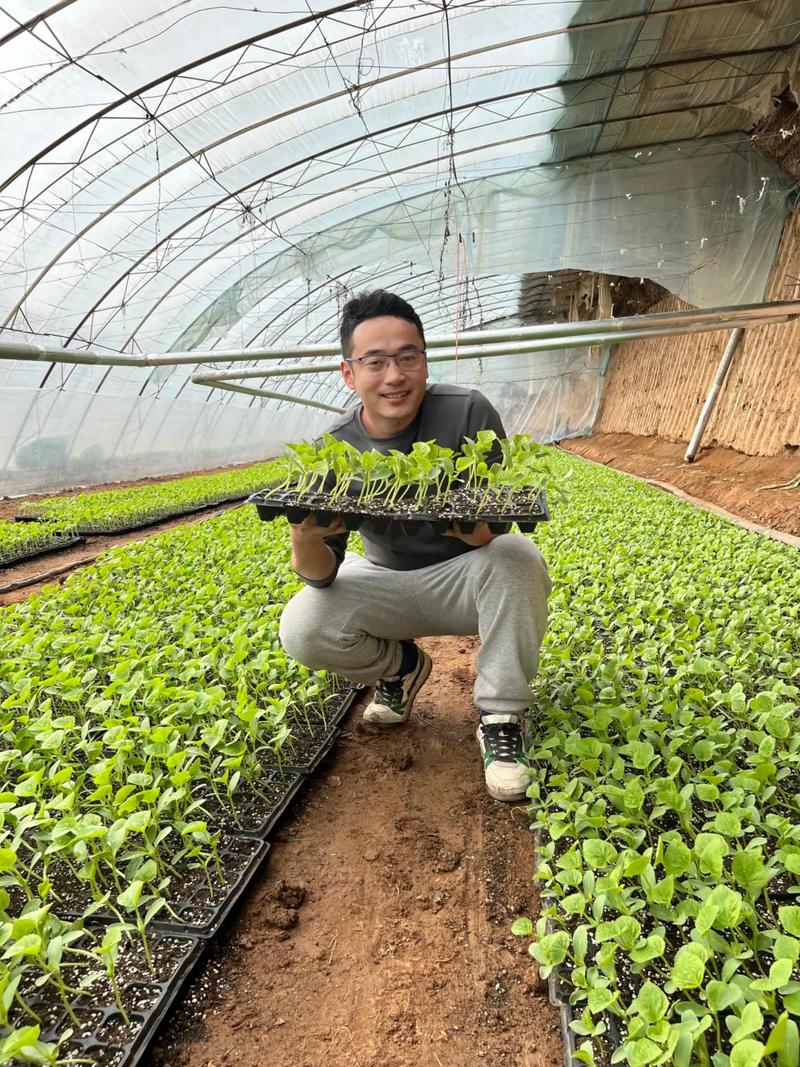 海南哈蜜瓜种植技术要点有哪些？-图1