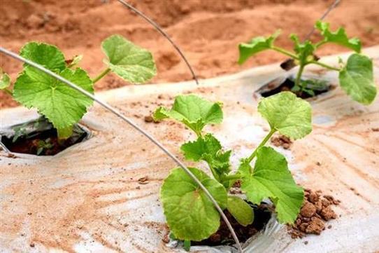 海南哈蜜瓜种植技术要点有哪些？-图2