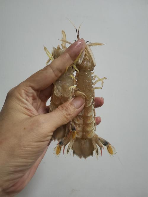 2025威海爬虾价格会涨还是跌？-图1