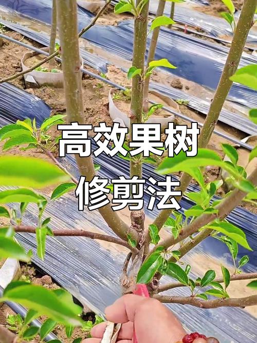 夏季修剪平果,何时剪、怎么剪?-图1 夏季修剪平果,何时剪、怎么剪?-图1
