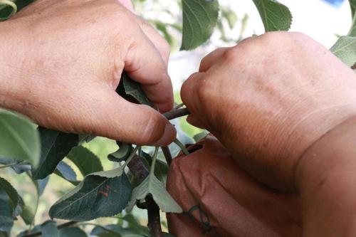 夏季修剪平果,何时剪、怎么剪?-图2 夏季修剪平果,何时剪、怎么剪?-图2