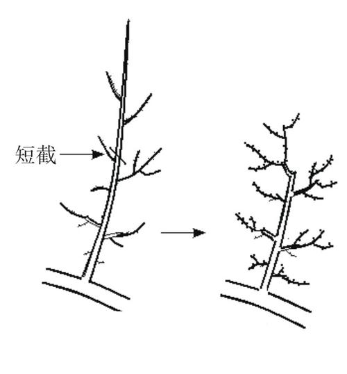 夏季修剪平果,何时剪、怎么剪?-图3 夏季修剪平果,何时剪、怎么剪?-图3