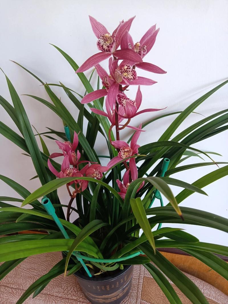 北方适合室内养的兰花有哪些品种?-图1 北方适合室内养的兰花有哪些品种?-图1