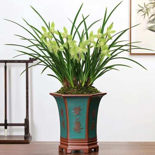 北方适合室内养的兰花有哪些品种?-图2 北方适合室内养的兰花有哪些品种?-图2