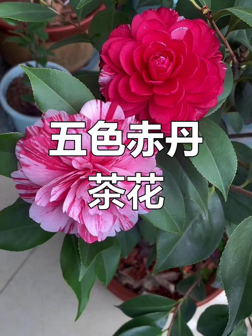 茶花品种有哪些常见分类?-图1 茶花品种有哪些常见分类?-图1