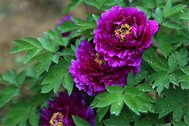 牡丹什么品种最漂亮？-图2