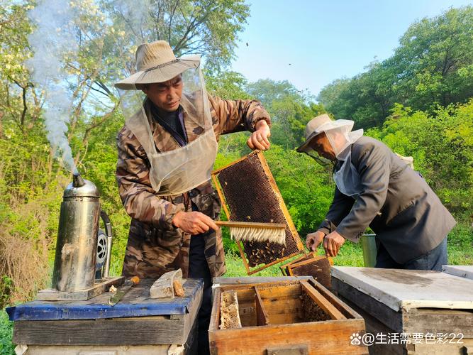 湖北养殖蜜蜂技术视频，新手能学会吗？-图2