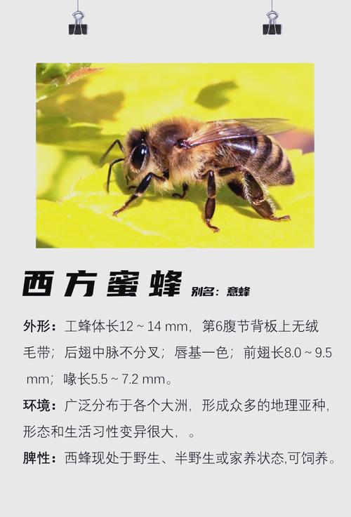 蜂子的品种有哪些品种-图1