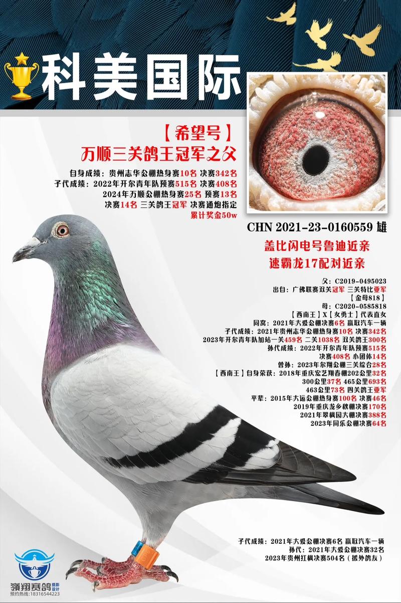 最新肉鸽价格图片，最新行情如何？-图2