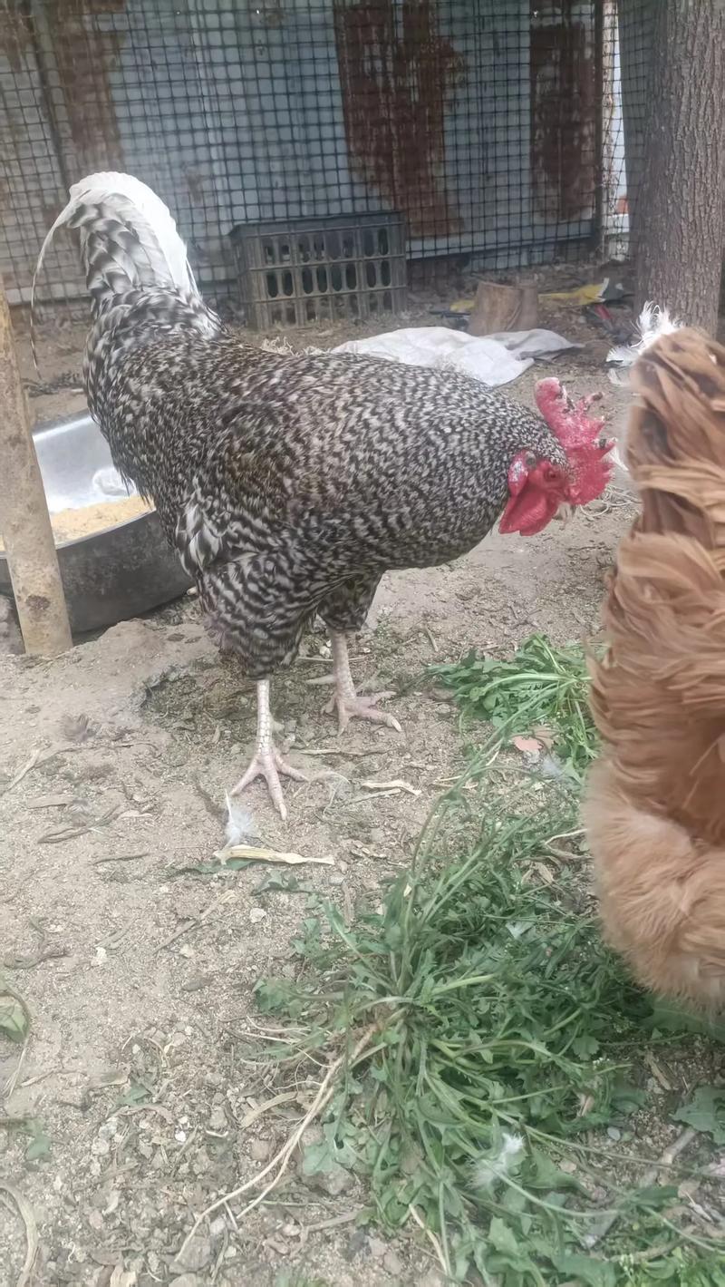 小品种土鸡有哪些常见品种？-图1