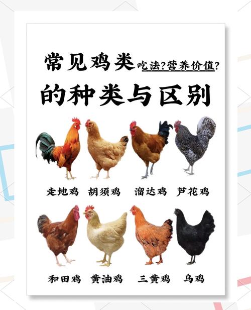 养鸡技术入门知识大全-图1 养鸡技术入门知识大全-图1