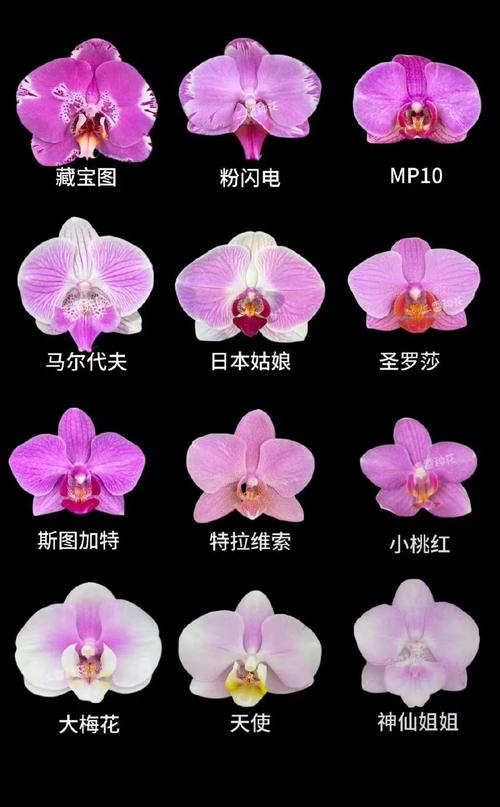 蝴蝶兰花品种到底有多少？-图2