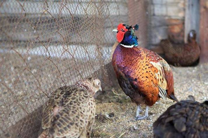 生态野鸡养殖技术视频-图1