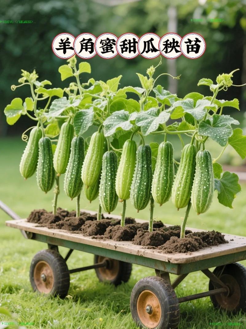 多种嫁接甜瓜技术视频-图1