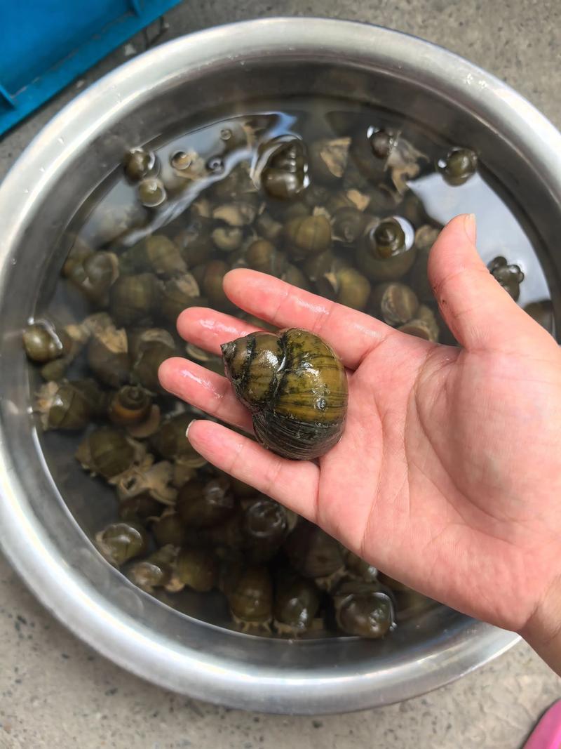 田螺养鱼草鱼技术视频-图2