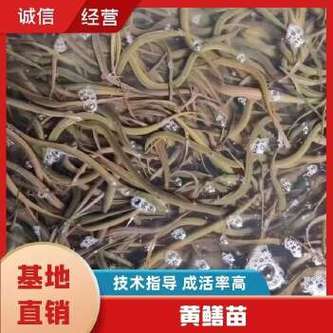 黄鳝繁殖孵化技术视频-图2