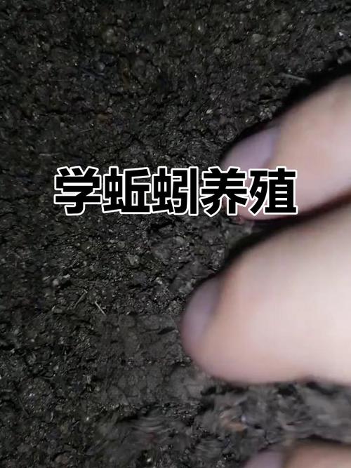 野生蚯蚓养殖技术方法-图2 野生蚯蚓养殖技术方法-图2