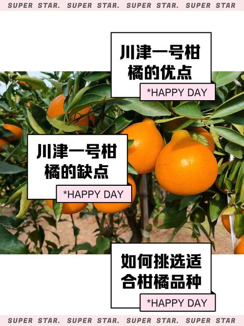 四川柑橘新品种有哪些？-图2
