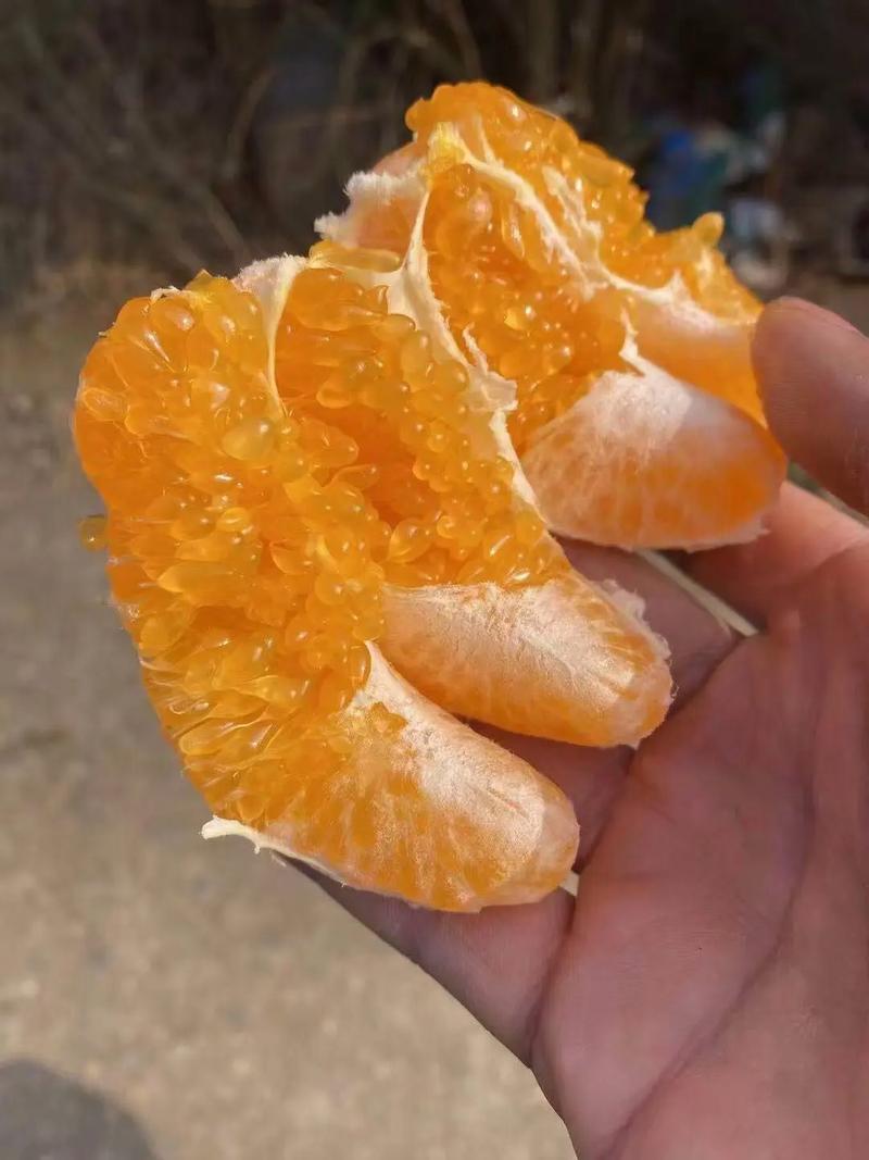 四川柑橘新品种有哪些？-图3