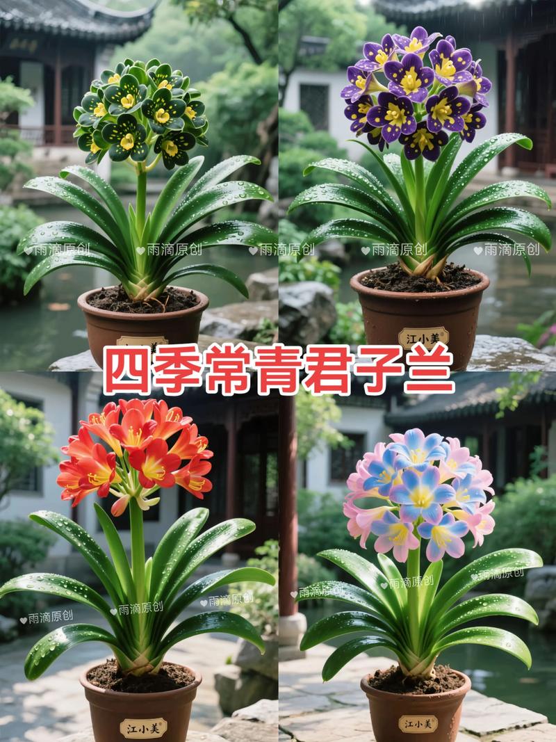 君子兰什么品种好？-图1