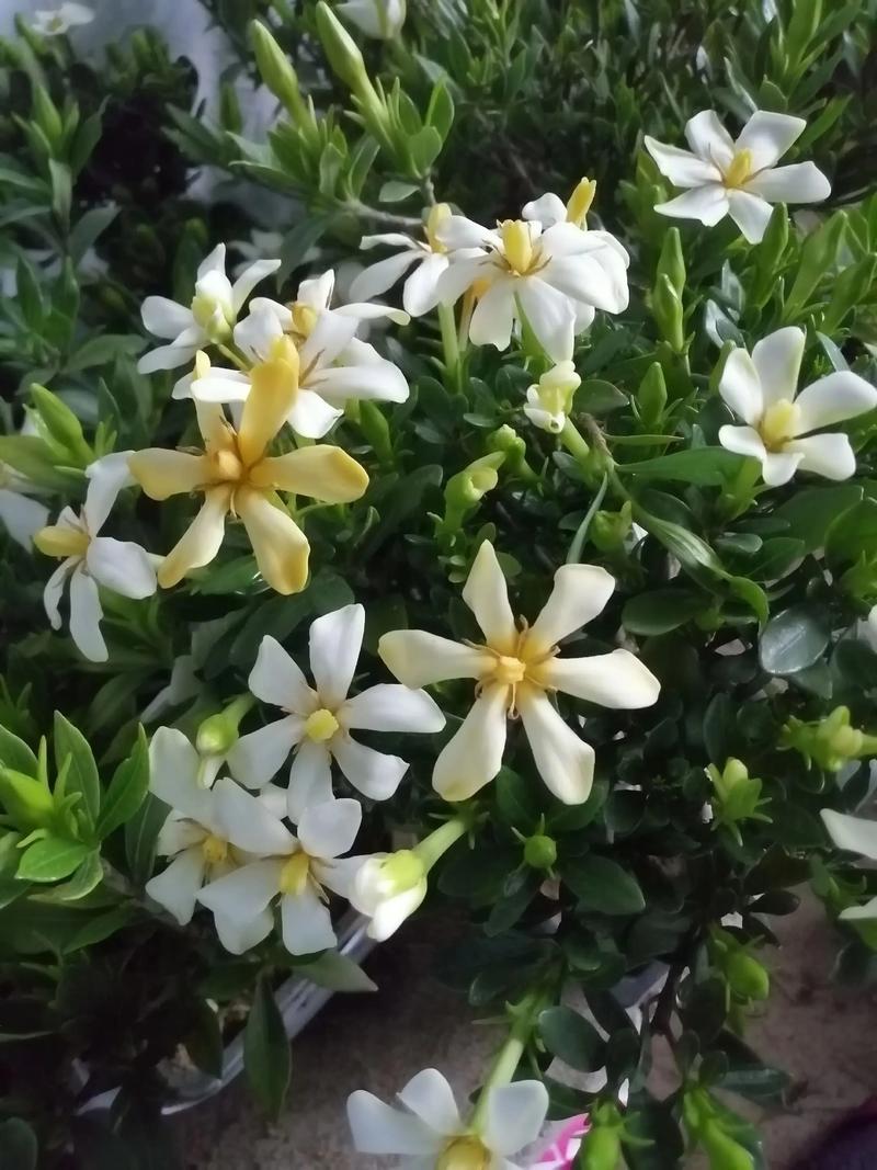 栀子花哪个品种最香？-图1