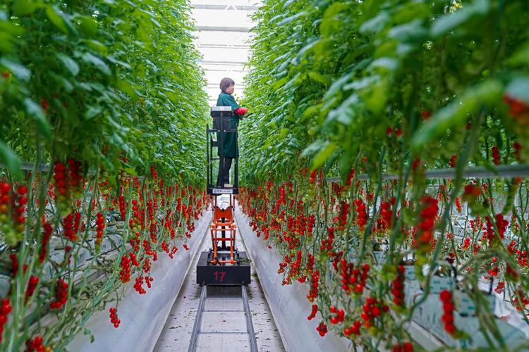 春西红柿种植技术视频有哪些要点？-图2