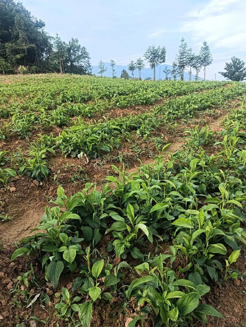 改良白术种植技术要点有哪些？-图1