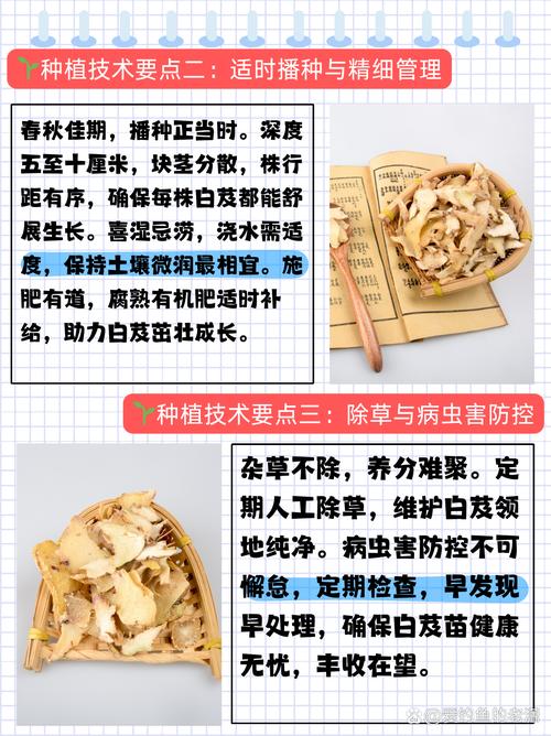 改良白术种植技术要点有哪些？-图2