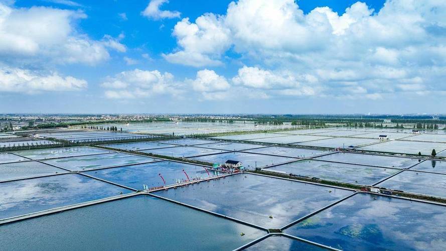 螃蟹池塘养殖技术视频，如何高效养殖？-图1